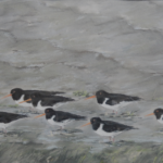 Austernfischer gegen den Wind