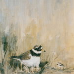 Sandregenpfeiffer mit Küki